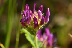 Astragalus hypoglottis