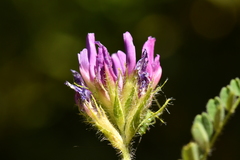 Astragalus hypoglottis