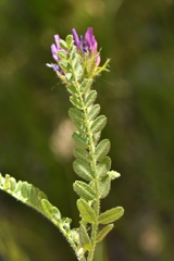 Astragalus hypoglottis