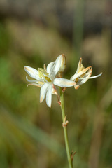 Chlorophytum dianellifolium
