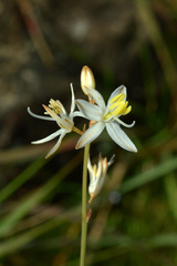 Chlorophytum dianellifolium