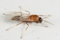 Colobopsis