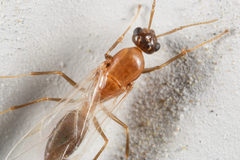 Colobopsis