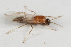 Colobopsis