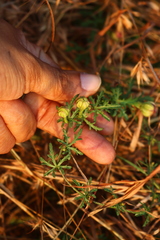 Ipomoea diversifolia