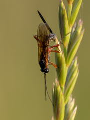 Lissonota lineolaris