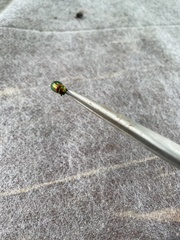 Chrysolina graminis