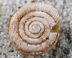 Polygyra