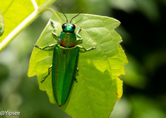 Chrysochroa rajah thailandica