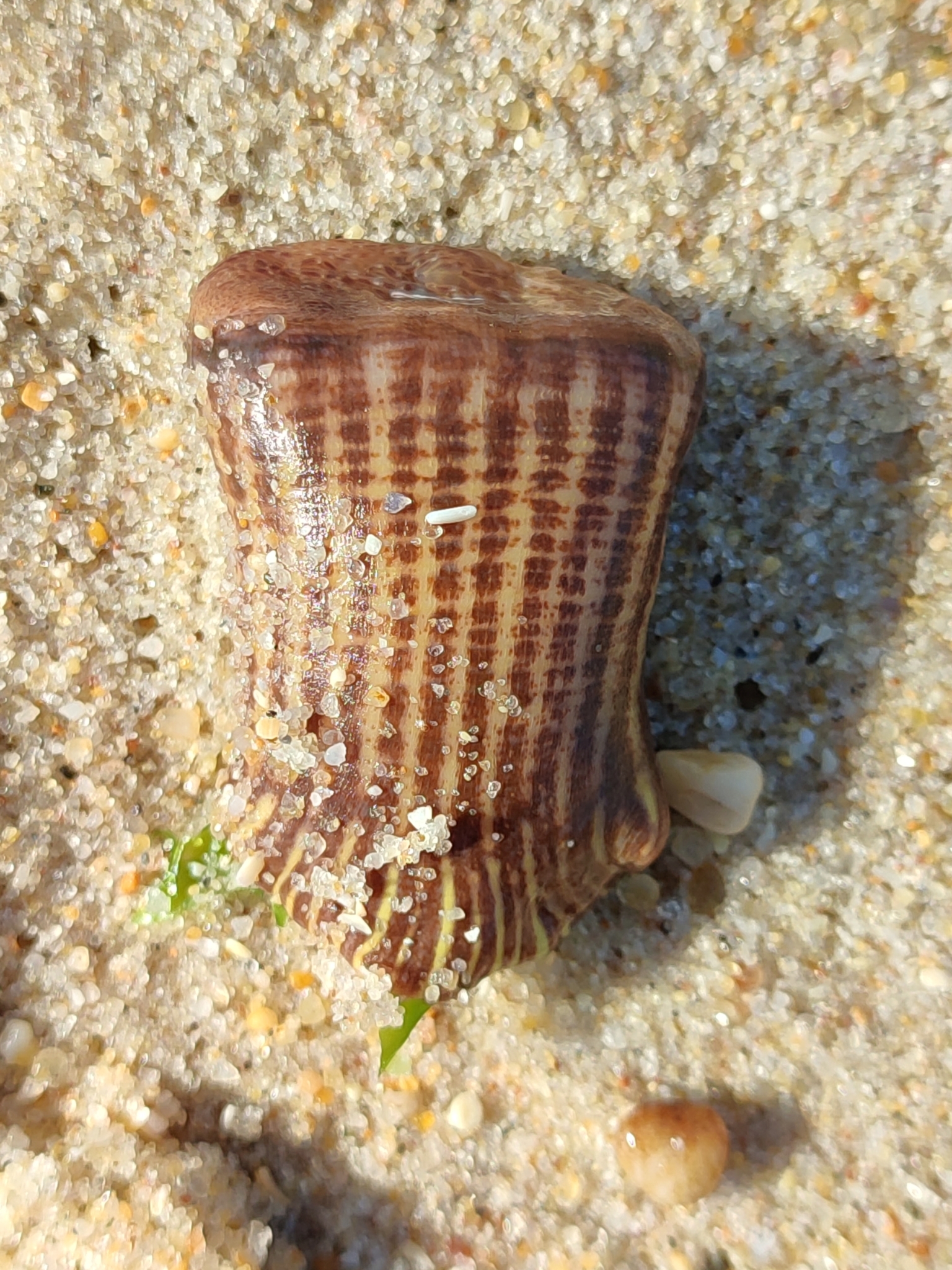 Calliactis parasitica (Couch, 1842)