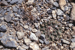 Thelocactus rinconensis rinconensis