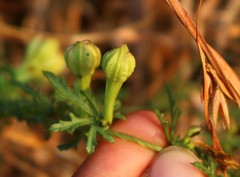 Ipomoea diversifolia