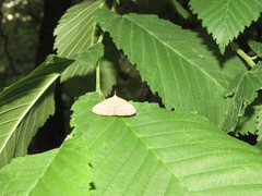 Pechipogo strigilata