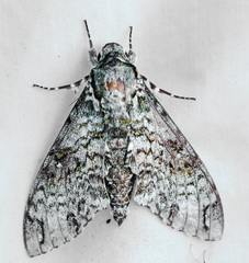 Manduca schausi