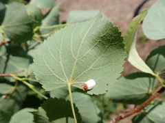 Pulvinaria hydrangeae