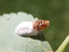 Pulvinaria hydrangeae