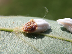 Pulvinaria hydrangeae