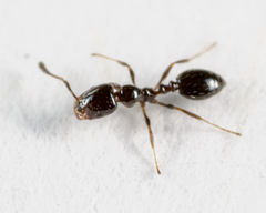 Little Black Ants