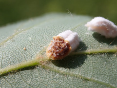 Pulvinaria hydrangeae
