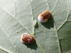 Pulvinaria hydrangeae