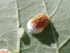 Pulvinaria hydrangeae