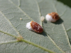 Pulvinaria hydrangeae