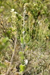 Verbascum boerhavii
