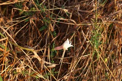 Ipomoea diversifolia