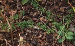 Ipomoea diversifolia