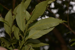 Cryptocarya meisneriana