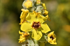 Verbascum boerhavii