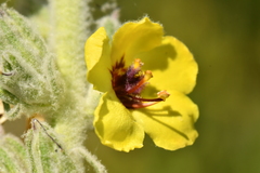 Verbascum boerhavii