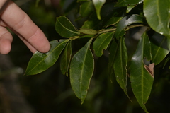 Cryptocarya meisneriana