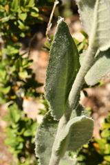 Verbascum boerhavii