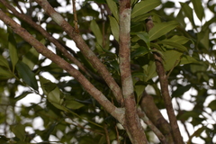 Cryptocarya meisneriana