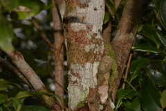 Cryptocarya meisneriana