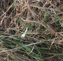 Ipomoea diversifolia