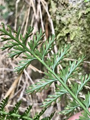 Asplenium rutifolium image