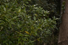 Cryptocarya meisneriana