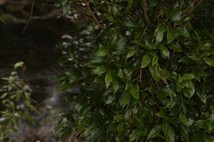 Cryptocarya meisneriana