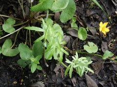 Cicuta virosa