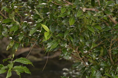 Cryptocarya meisneriana