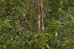 Cryptocarya meisneriana