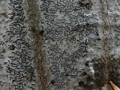 Graphis pulverulenta