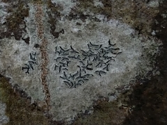 Graphis pulverulenta