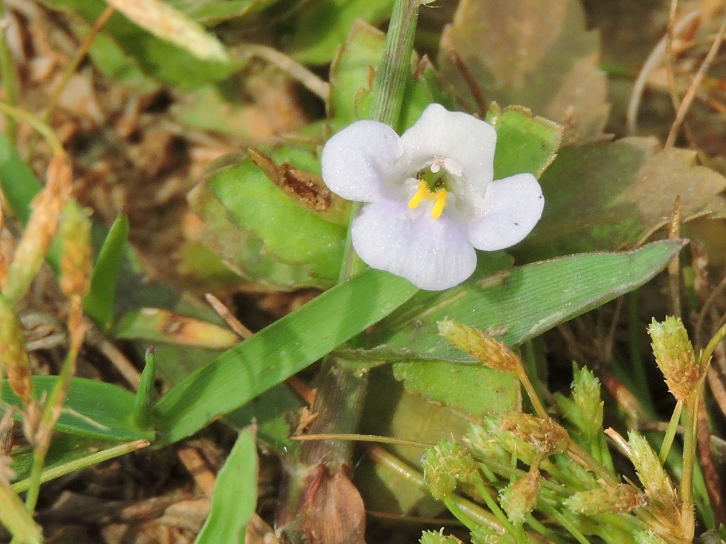 sparrow false pimpernel from Siromanipur on June 4, 2022 at 09:34 AM by ...