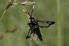 Synanthedon spheciformis