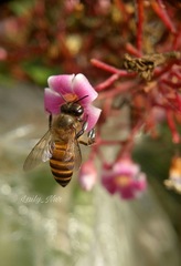Apis cerana