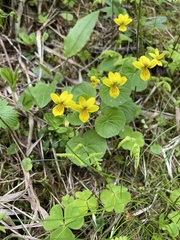 Viola biflora