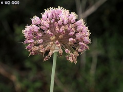 Allium carmeli